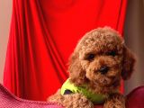 Red Toy Poodle