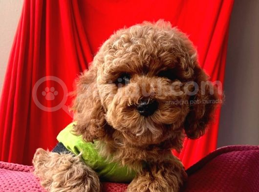 Red Toy Poodle