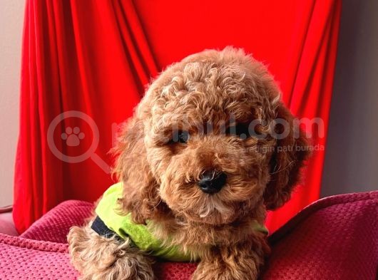 Red Toy Poodle görsel