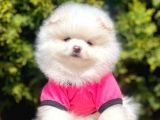 Tedy Bear Pomeranian