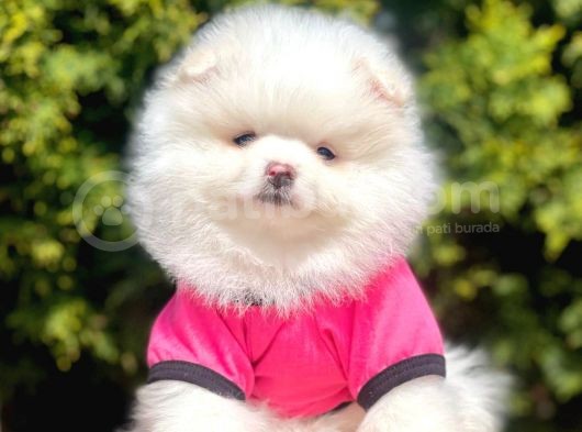 Tedy Bear Pomeranian
