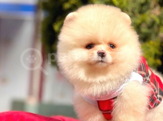 Kocakafalı Boo görsel