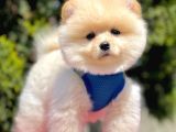 Pomerian Boo Yavruları