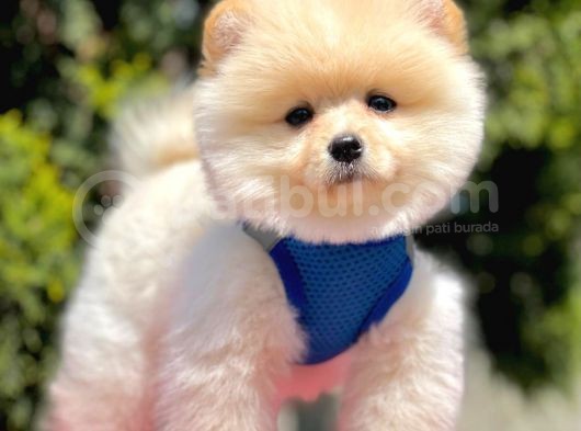 Pomerian Boo Yavruları görsel