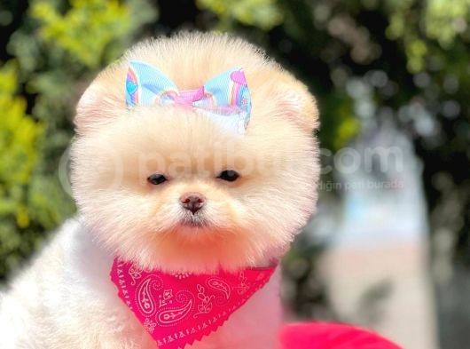 Ayı Yüzlü Boo