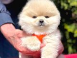 Pomerian Boo Yavrularımız