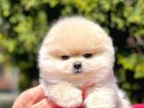 Pomerian Boo Yavrularımız