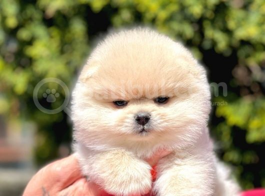 Pomerian Boo Yavrularımız görsel