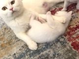 Süt Beyaz Mavi Gözlü Dişi British Shorthair