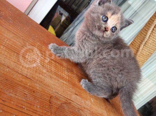 Güzel Kızlarımız Yeni Evlerine Gitmeyi Bekliyor görsel