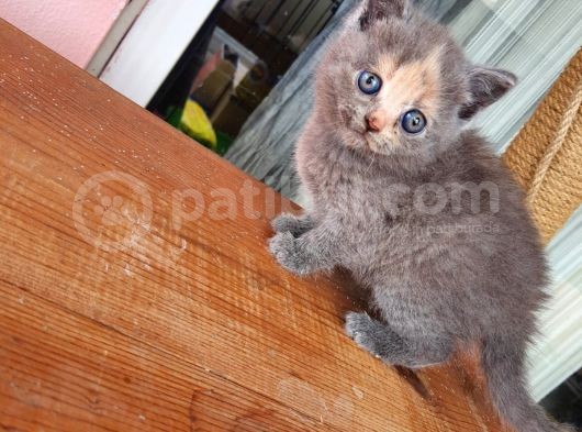 Güzel Kızlarımız Yeni Evlerine Gitmeyi Bekliyor görsel