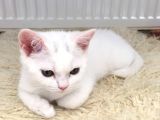Safkan beyaz British Shorthair tatlı yavrumuz