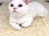 Safkan Beyaz British Shorthair Tatlı Yavrumuz