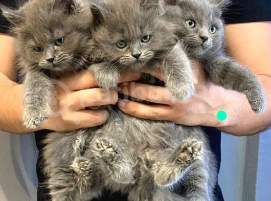 Çok Uyguna Bri̇ti̇sh Long Hai̇r Kedi̇leri̇mi̇z görsel