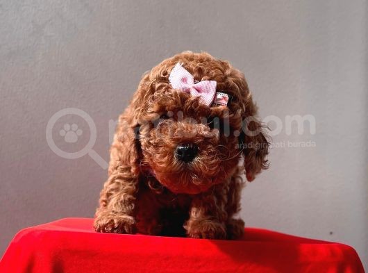 Safkan Toy Poddle görsel