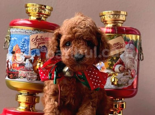 Orji̇nal Toy Poddle görsel