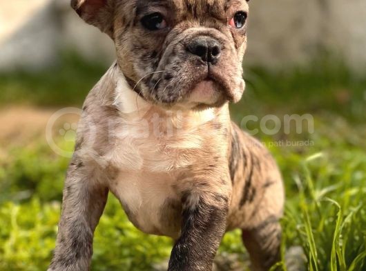 Show Kalite French Bulldog Bebekler görsel