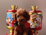 Orji̇nal Toy Poddle