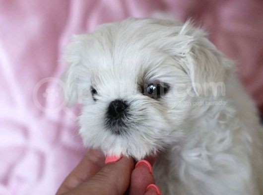Tüy Dökmeyen Maltese Mini Boy Yavrular görsel