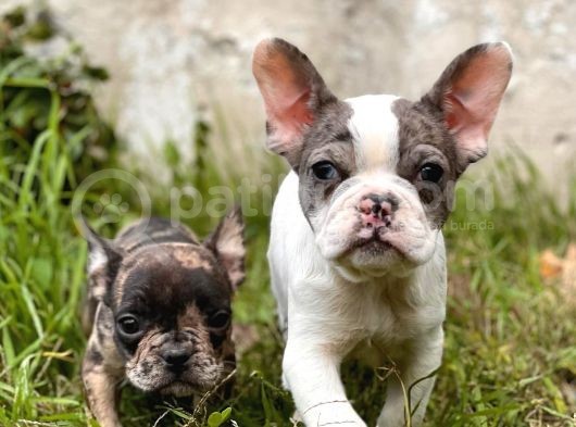 Show Kalite French Bulldog Bebekler görsel