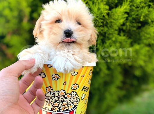 Irkinin En İyi̇leri̇ Safkan F1 Malti̇poo Yavrulari̇mi̇z görsel
