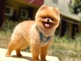 Pomeranian Boo Teddy Face Erkek Köpeğimiz