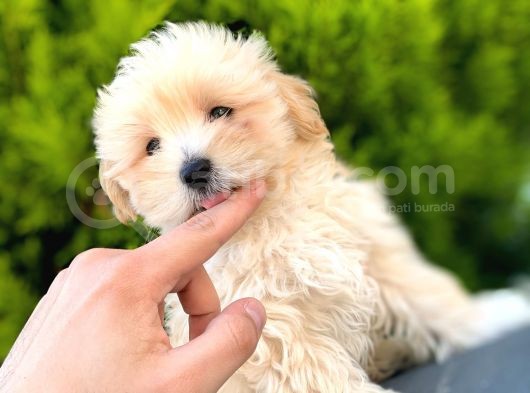 Irkinin En İyi̇leri̇ Safkan F1 Malti̇poo Yavrulari̇mi̇z görsel
