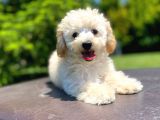 Bi̇r Çok Seçenek İle Poodle Bebekler