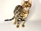 Secereli Safkan Bengal Yavruları