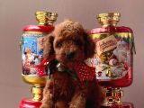 Orji̇nal Toy Poddle