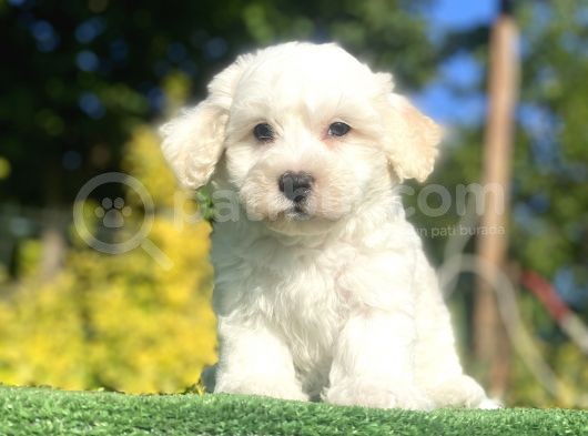 Di̇zayn Irk Malti̇poo Bebekler görsel