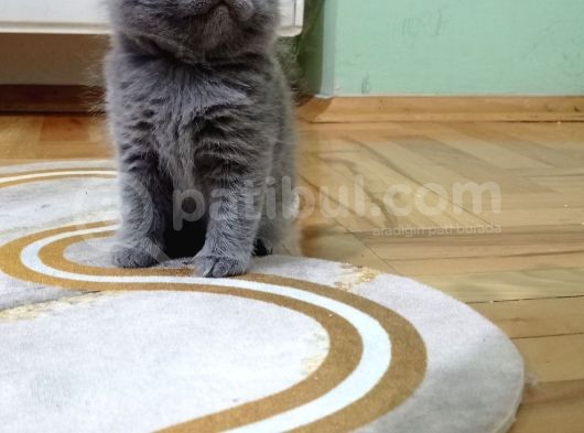 3 Erkek Yeni Yuvalarına Gitmeye Hazır