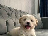 Maltipoo Bebekerlimiz Yeni Yuvalarına Hazır