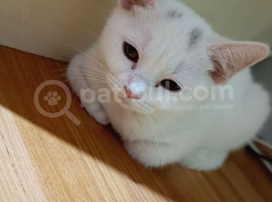 2 Aylık Kızımız Hera görsel