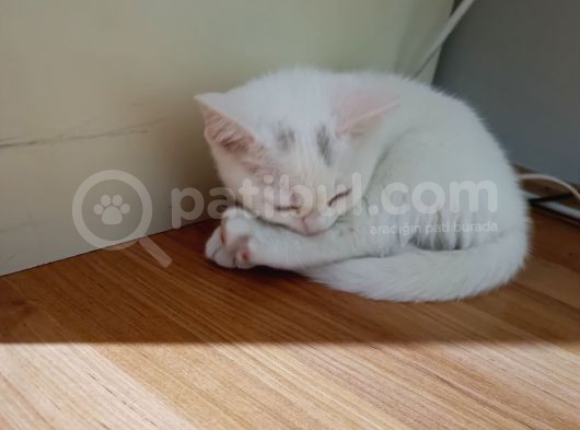 2 Aylık Kızımız Hera görsel