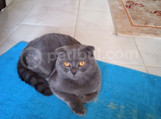 Dünya Tatlısı Kedimi Sahiplendirmek Istiyorum görsel