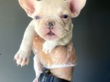 Mavi̇ Gözlü Özel French Bulldog Yavrumuz
