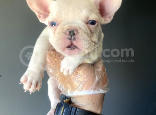 Mavi̇ Gözlü Özel French Bulldog Yavrumuz görsel