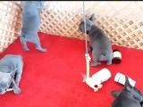 Blue Quad French Bulldog Yavrular İzmi̇r