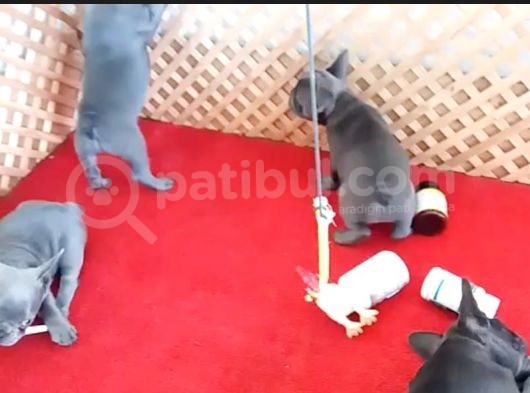 Blue Quad French Bulldog Yavrular İzmi̇r görsel