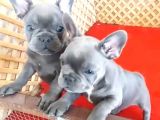 Blue Quad French Bulldog Yavrular İzmi̇r