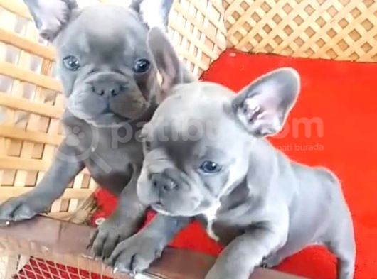 Blue Quad French Bulldog Yavrular İzmi̇r görsel