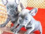 Blue Quad French Bulldog Yavrular İzmi̇r