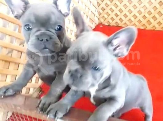 Blue Quad French Bulldog Yavrular İzmi̇r