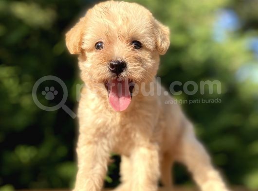 Gülen Surat Malti̇poo Bebekler görsel