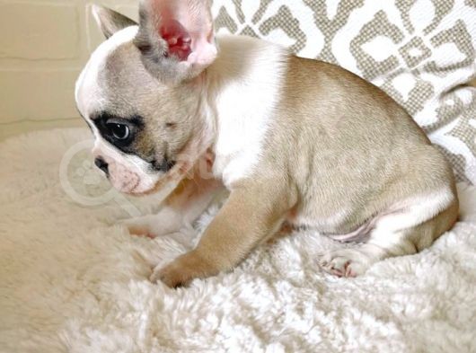 Teslime Hazır French Bulldog Yavruları 3 Dişi 2 Erkek görsel