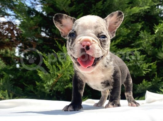 Özel Renk Merle Mavi̇ Gözlü French Bulldog Yavrumuz görsel