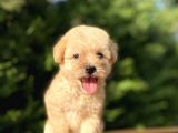 Gülen Surat Malti̇poo Bebekler