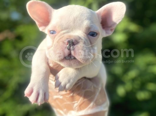 Mavi̇ Gözlü Özel French Bulldog Yavrumuz