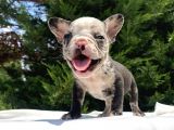 Özel Renk Merle Mavi̇ Gözlü French Bulldog Yavrumuz